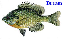 Bream