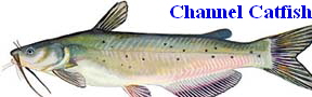 Channel Catfish