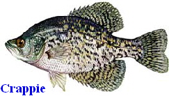 Crappie